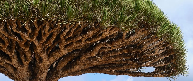 Mystique of Socotra's Dragon Blood Trees Dracaena Cinnabari