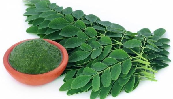 daun kelor