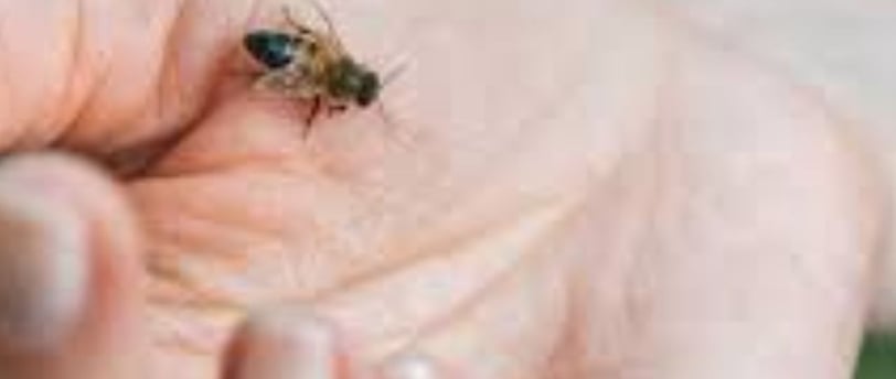 Bee Stings Benefits
