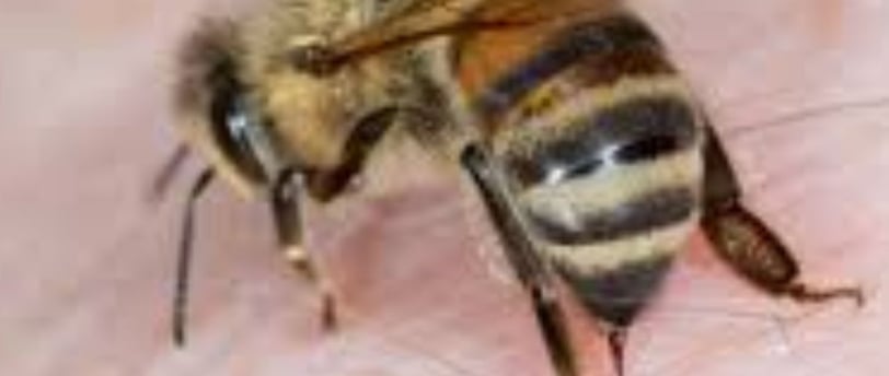 Bee Venom and Its Therapeutic Uses