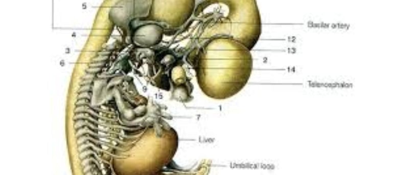 The Coccyx (عَجْبُ الذَّنَبِ) and the Scientific Miracle in Creation and Resurrection