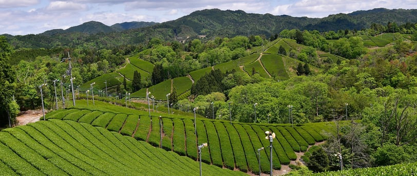 Champs de théiers à Asamiya