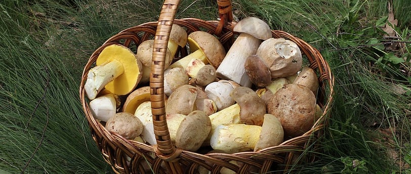Panier rempli de cèpes fraîchement cueillis dans une forêt périgourdine