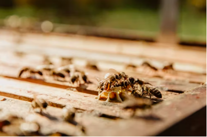 Termites au travail
