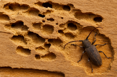 Insecte xylophage capricorne sur une poutre