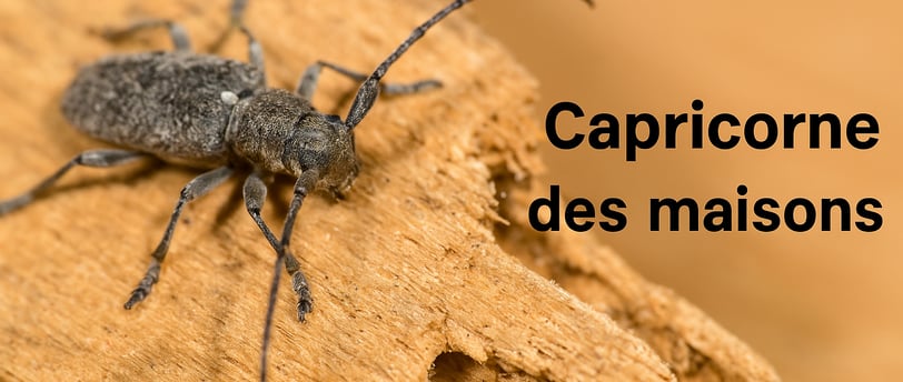 Capricorne des maisons
