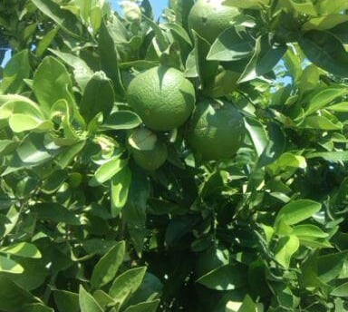 naranjas de mesa y de zumo