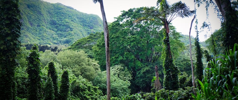 Forêt tropicale à Hawaii