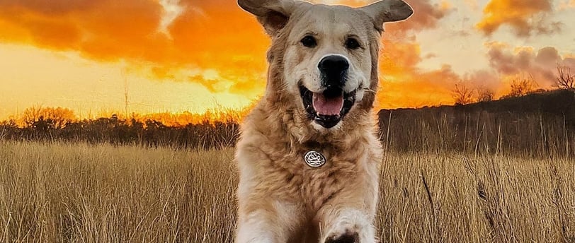 a dog jumping in the air with a sunset in the background