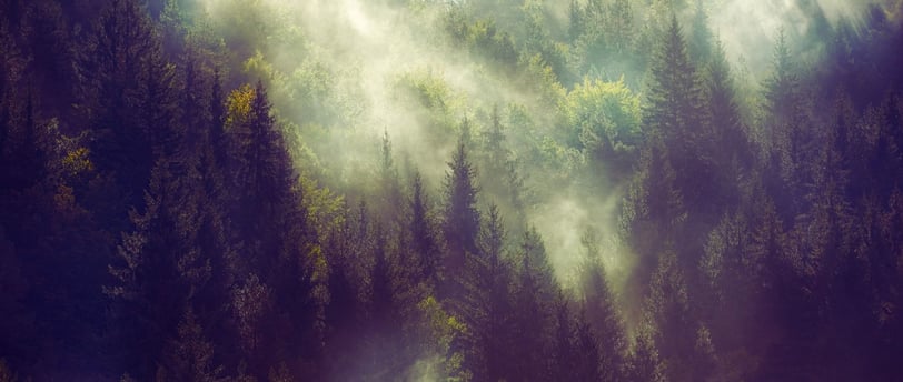 Misty Forest with colours of green and amber, perfect for fine art photography