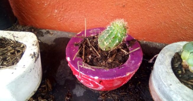 a cactus planter with a cactus in a potted planter