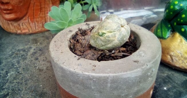 a cactus plant in a concrete potted on a table