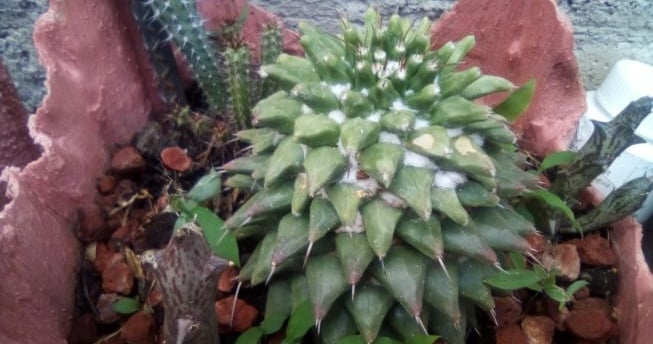 a cactus plant in a potted planter