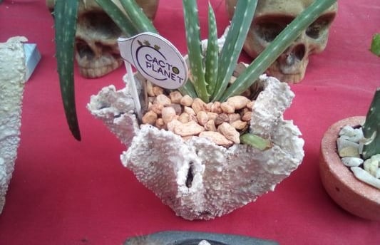 pot aloe vera cactus cactaceas plants