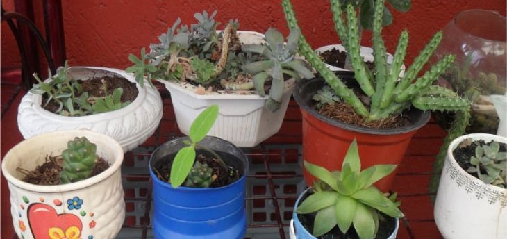 suculentas y cactus