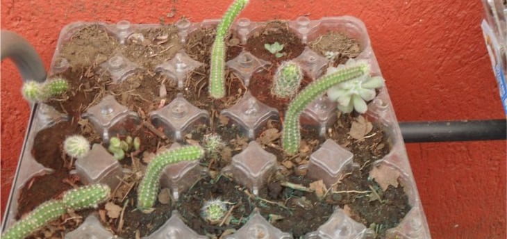 a container of cactus plants in a container