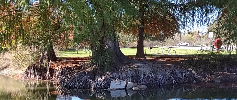 Tree on the banks of Blanco River in Blanco, TX