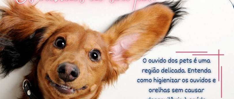 Cachorrinho orelhudo sorridente