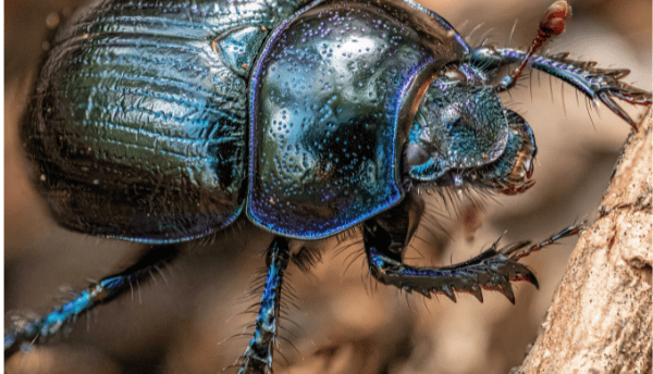 an insect