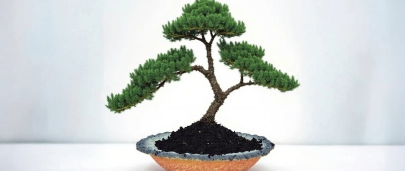 juniper procumbens nana