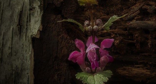 the-flower-levels-to-my-insanity-awmouton
