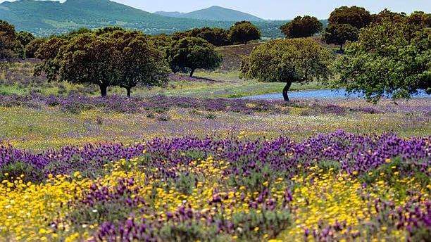 Parque Nacional de Monfragüe