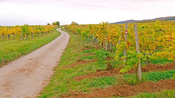 Ruta del Vino de La Mancha