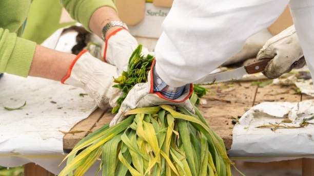 Opciones veganas en La Rioja