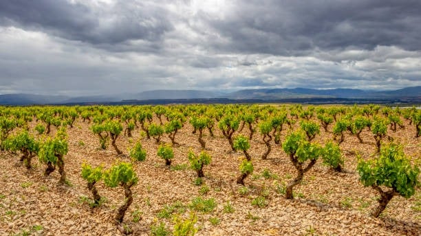 Vinos de Navarra