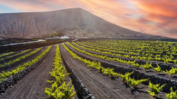 vinos volcánicos