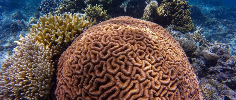 Exploring the Depths: The Mysteries of Deep Ocean Ecosystems and Their Conservation