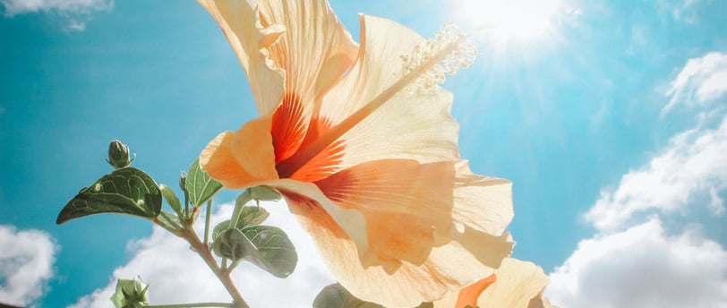 How to Take Stunning Photos in Harsh Sunlight: Expert Tips for Perfect Shots