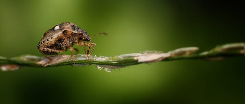 Macro Photography: Exploring the World Up Close – A Complete Guide for Beginners and Pros