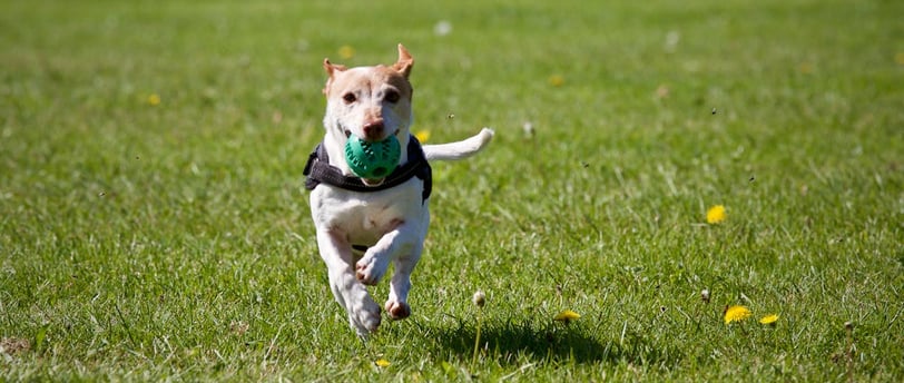 Pet Photography: How to Capture Perfect Shots of Your Pets Every Time