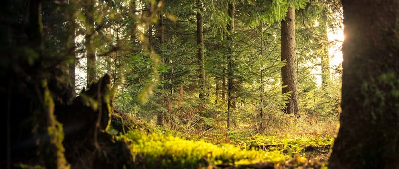 The Hidden Life of Forests: How Trees Communicate with Each Other