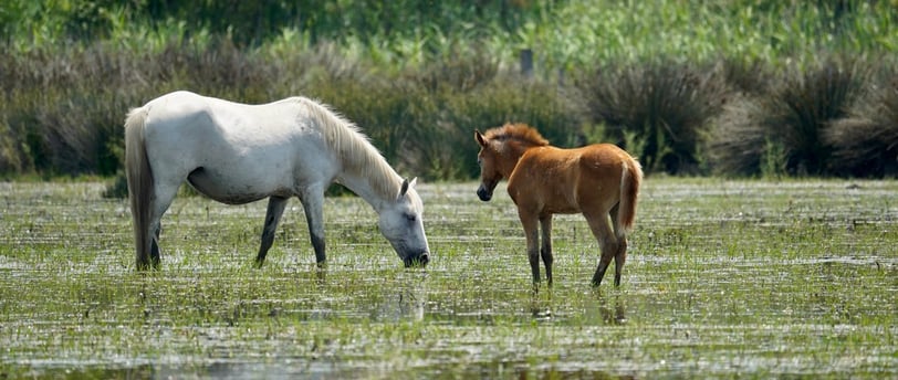 The Importance of Wetlands in Biodiversity Conservation: Protecting Our Planet's Ecosystems