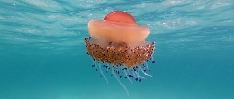 The Ripple Effect: How Climate Change Is Disrupting Ocean Currents and Marine Life