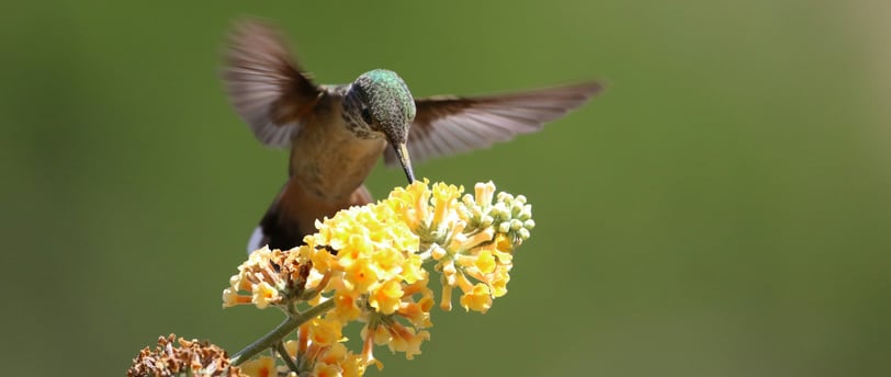The Role of Pollinators in Sustainable Ecosystems