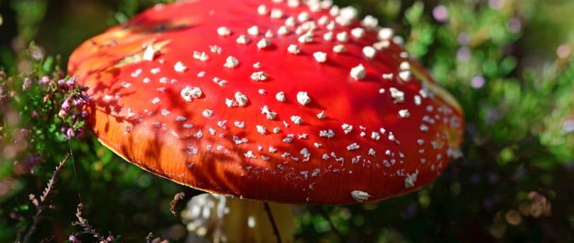 Unlocking the Secret Beneath: The Vital Role of Mycorrhizal Fungi in Soil Health and Plant Growth