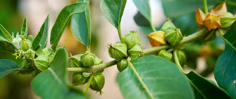 Ashwagandha tea