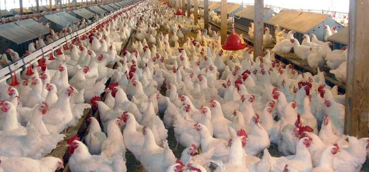 poultry_farming_in_india