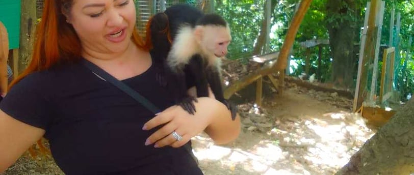 Dolphins plus monkeys and sloths