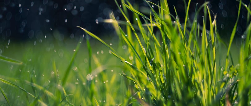 grama zoysia