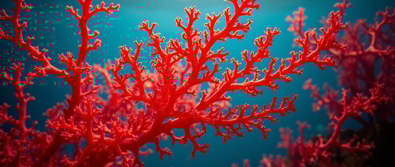 red algae calcium benefits