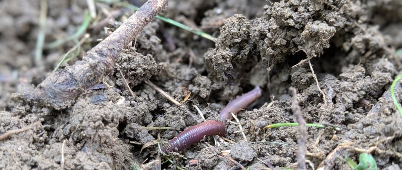 earthworm in dirt