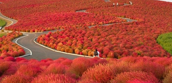 a winding road through a field of red flowers