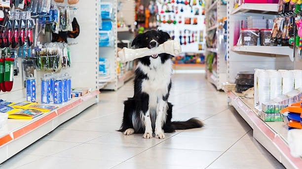 a dog sitting on a store shelf in a store