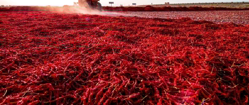 Chilli Mirchi Cold Storage