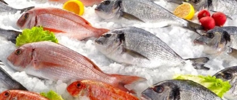 Sea Food - Fish Blast Freezer & Freezer Room