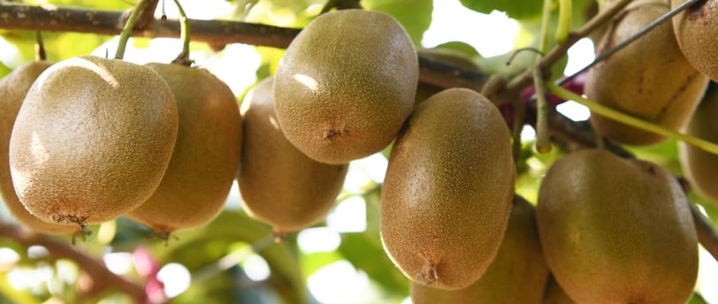 how can i ripen kiwi fruit